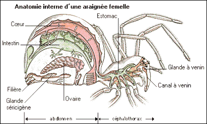 Principaux organes internes chez une araignée femelle