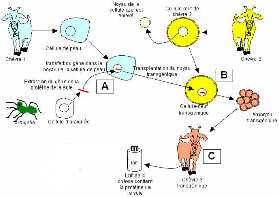 Schéma de la transgénèse  du gène codant pour la soie chez  la chèvre