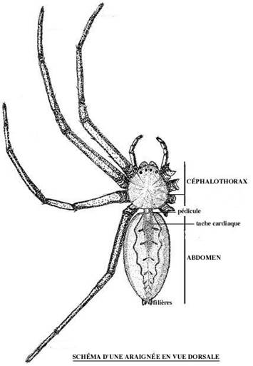 Schéma d`une araignée en vue dorsale